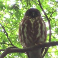 2026金龍寺のアオバズクを撮る8🦉📸（太田市）