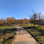 豆柴麦うた日記