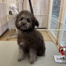 トリミングお便り