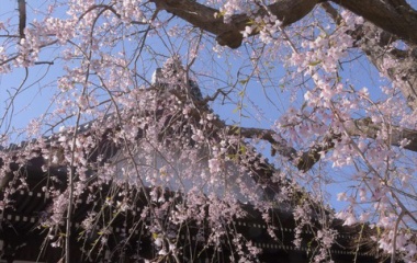 『2020年・カウントダウン　5/10 　枝垂桜』の画像