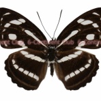 京大蝶研六大陸クラブのTropical Delights