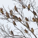 ヒロちゃんの花と鳥日記
