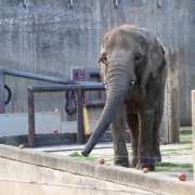 クリスマスリースのプレゼント　（２）
