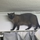 【悲報】ワイ、猫に襲われる