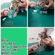 どちらさま☆もちっ子の来し方