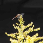 らんぼう窯風信