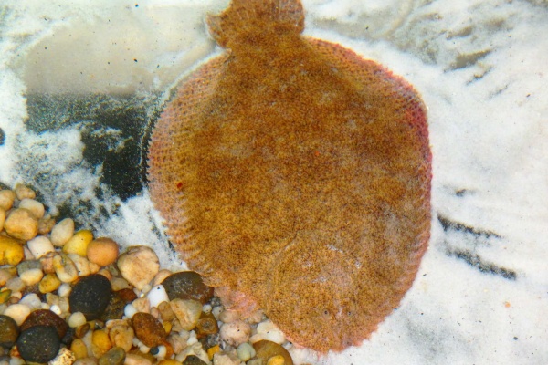 新 南米黄金街道 16年06月