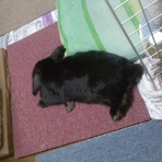 もっと！ちらしのうら のうら。