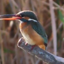 逆光のカワセミを撮る🐦📸（多々良沼公園）