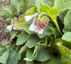 ＊ドワーフコンフリーが咲きました！