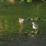カメラ大好きおやじの野鳥と自然風景フォトアルバム