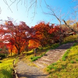 『2025.11『半田山植物園の絶景紅葉 final🍂⑧』岡山市北区』の画像