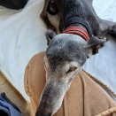 メンテナンスディ