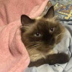 やーこばなし
