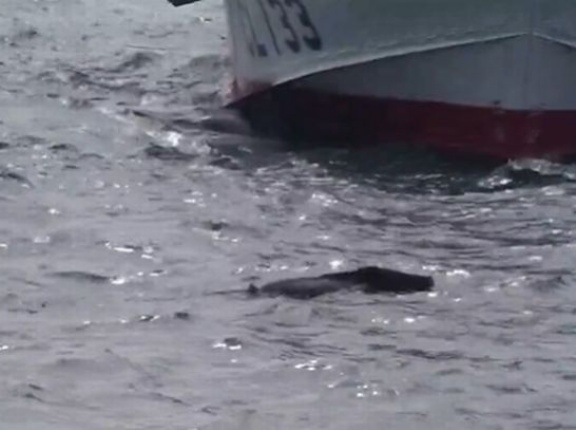 海保巡視艇が佐世保港沖を哨戒中に「まさかの動物」と遭遇！