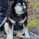 円山公園を抜けて安養寺さんまで上りました(あーしは抱っこされてたけど^^;)