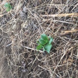 『大根とカブ収穫しました！！今週末の放送』の画像