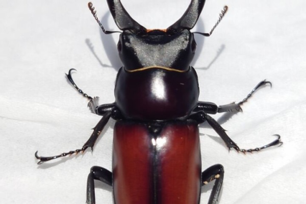 トキのカブクワ飼育記録 - マクレイコクワ