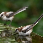 『投稿：BORG107FLによる野鳥水浴び５態　2022/07/22』の画像