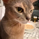 チキンクリームシチューとごちそうサラダとかの夜ごはん&楽天マラソン最終日
