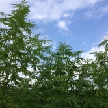 『麻シャツ』の画像