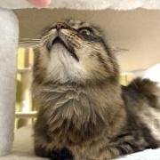 【猫写真】見返りマロちゃん