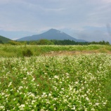 『蕎麦の花が満開🌼』の画像