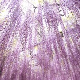『【徒然写真館】No.174　あしかがフラワーパーク』の画像