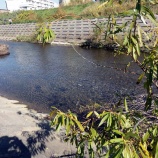 『近くの発寒川でサケを見てきました。』の画像