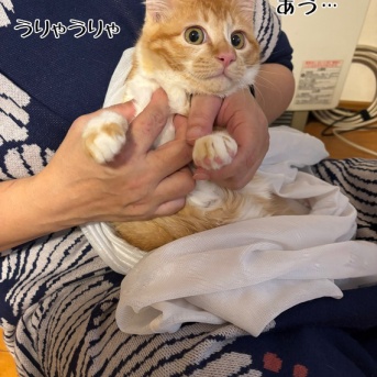 洗濯ネットワクチン＆リビング移住