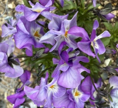 オリンピック　選手の皆さんが帰国されました