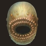 人類最古の祖先、5億4000万年前の肛門のない袋状生物か 研究