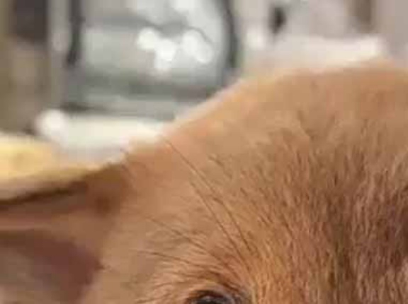 子イヌが我が家にやってきた。どんな気持ちなのかな？ → 初日の子犬はこんな表情です…