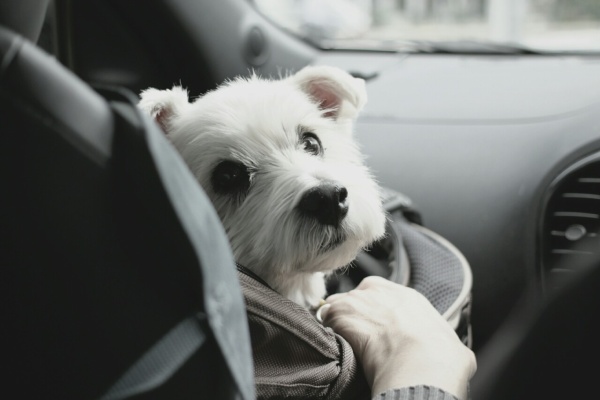 たかシェフのおうちごはん と 白い犬 と チワワ ウエスティ ブランカ Powered By ライブドアブログ