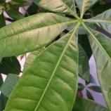 『【10221-3VM5-VlN5】エドクッス クロノオフショア1 スペシャルエディション 緑の妖精』の画像