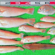 2026年2月14日　釣果