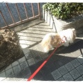 迷ってるでしゅ。