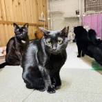 annex ニャンコのずっとのお家探し。