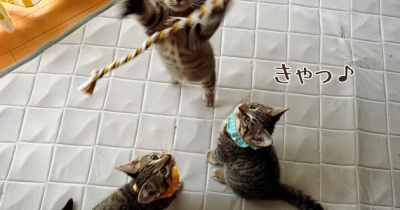 とても元気な下痢んちょ。