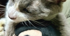 郷ひろみさんのぬいぐるみが気に入ったネネちゃん