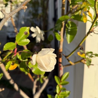 のばらのガーデニングブログ　Hana and Rose Garden+