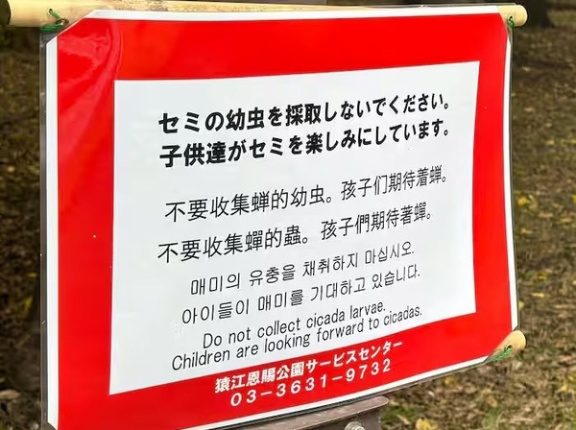 中国人が東京のセミを食用目的で採取しまくって大問題に！　海外の反応。