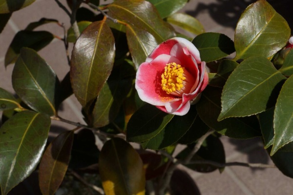 椿さま cptsfuji/blog - 椿 Camellia