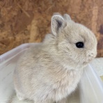 うさぎ専門店ラビッツファーム子うさぎ成長記録