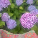 紫陽花と寝不足の日々。