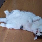 ニャンニャンみずほ　地域猫の会