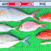 2026年7月19日　釣果