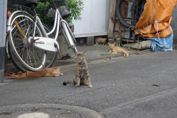 ねこかます - 茶トラ