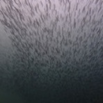 西川名ダイビングログ｜館山ダイビング