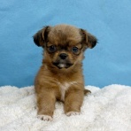 わん１００（ワンハンドレッド）四街道店